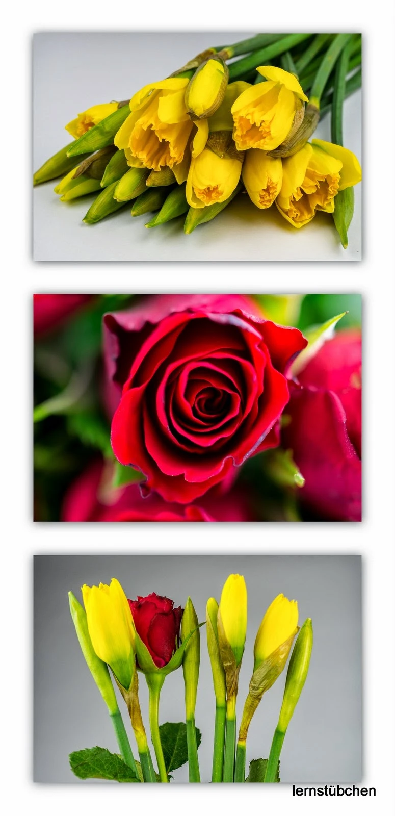 die rote Rose.jpeg
